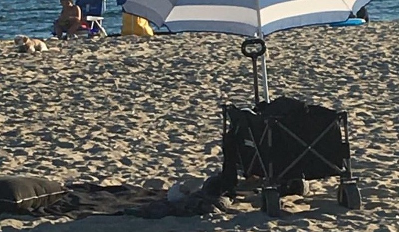 beach cart beach cart